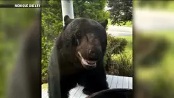 Woman gets ‘beary’ friendly visitor in Paxton